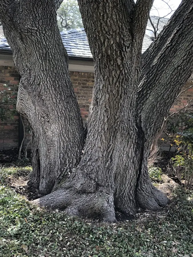 Mature heritage tree close to a Bragg City property cared for by certified arborists